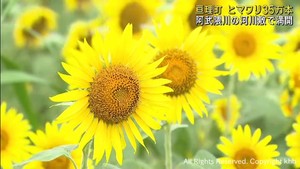 地域住民育てた３５万本のひまわり満開　宮城・亘理町　阿武隈川河川敷