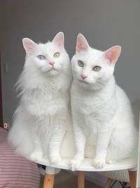 まるで妖精！？ 神々しい白猫姉妹（左から）くうちゃん、ねるくん（画像提供：くうねるさん）