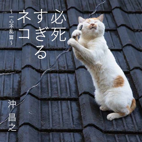 『必死すぎるネコ～一心不乱篇～』より　（沖昌之撮影、辰巳出版提供）