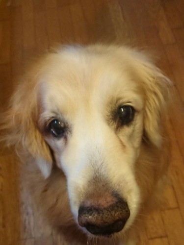 自宅のりんちゃん（１３歳）。誕生日は１１月２６日「いいふろ」