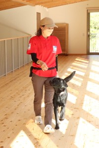 犬舎でトレーナーと訓練に励む１歳半のラブラドル