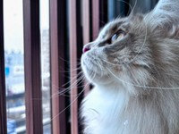 「キッチンには入れない！」徹底が猫を守る（「ねこ大家」さん提供）