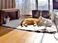 毛づくろいをしあうチャトランくん（画像提供：えみちゃんさん）