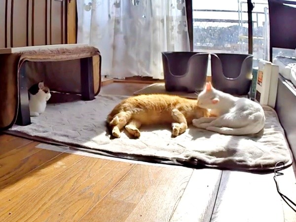 毛づくろいをしあうチャトランくん（画像提供：えみちゃんさん）