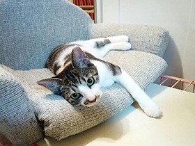 ゆったりリラックス中　ひげ模様の元野良猫「オレオ」