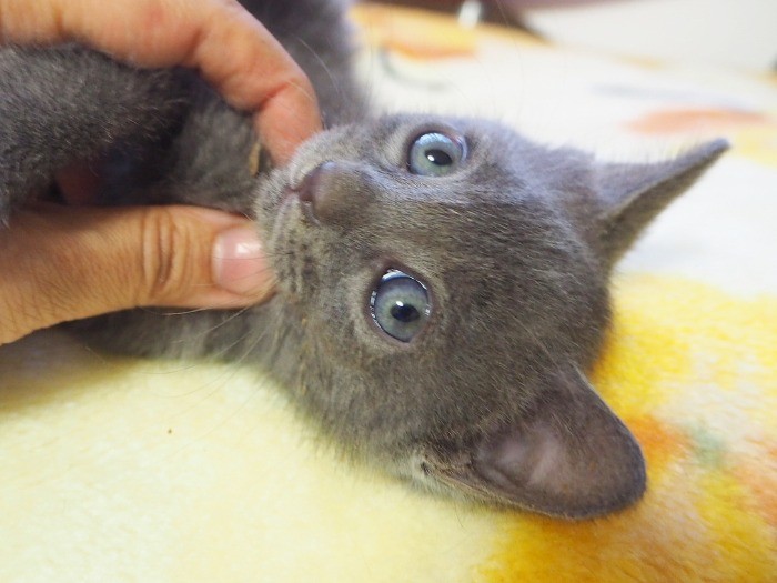 まだあどけない佐助