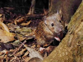 沖縄の希少ネズミ、捨て猫が捕食　琉球大などが調査