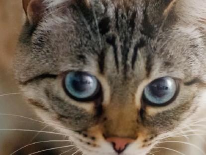 愛猫が思わず飛びかかる編みぐるみ！　手作りおもちゃの手芸本