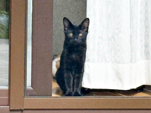 飼い主さんを見守る乃愛ちゃん（画像提供：桃丸さん）