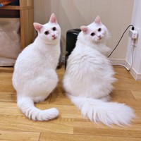 シンクロする白猫きょうだい（左から）ねるくん、くうちゃん（画像提供：くうねるさん）