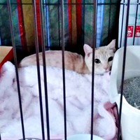 おうちに迎えられ、まだ怯えていたアメリちゃん（画像提供：cittaちゃん）