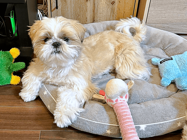 おもちゃに囲まれてくつろぐナチョ氏（画像提供：ぼくナチョだよさん）