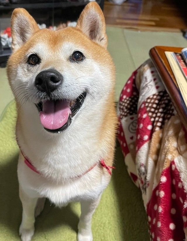 たまに見せてくれるというニコニコ顔が可愛い七郎くん（画像提供：スナナさん）