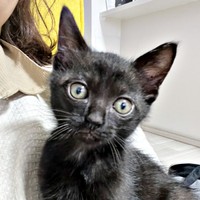 飼い主さんに抱っこされるぼたもちくん（画像提供：黒猫おはぎ 林遊眠@劇団ショウダウンさん）