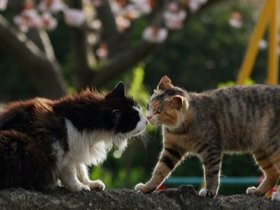 時代をとらえた猫写真一堂に　「横浜赤レンガ倉庫　ねこ写真展」