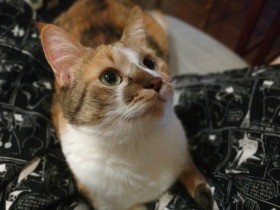 だって怖いんだもん！　動物病院で診察中、あらゆる方法で大騒ぎする雑種猫「みかん」