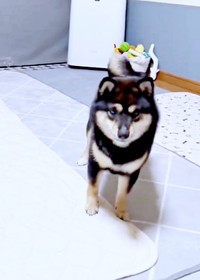 ドヤッ！ とキメ顔になるこまちちゃん（画像提供：黒柴 こまちさん）