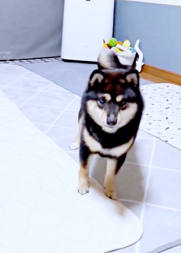 ドヤッ！ とキメ顔になるこまちちゃん（画像提供：黒柴 こまちさん）