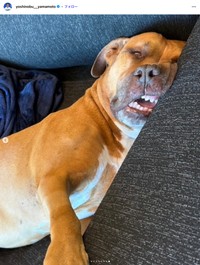 ドジャースの山本由伸選手の公式インスタグラムから