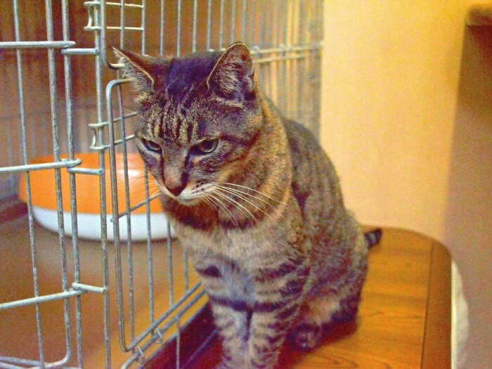 猫舎で家族との出会いを待つ猫