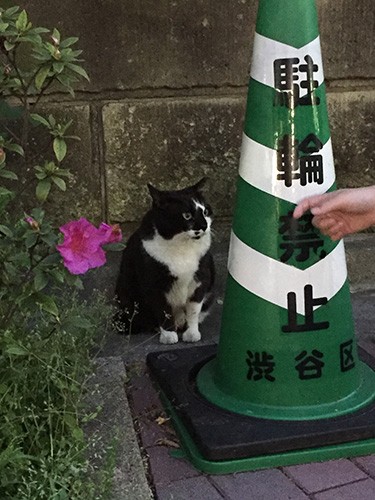 毎朝毎晩、餌をあげているにも関わらず、1週間経っても2週間経っても警戒していた。（宏美さん提供）