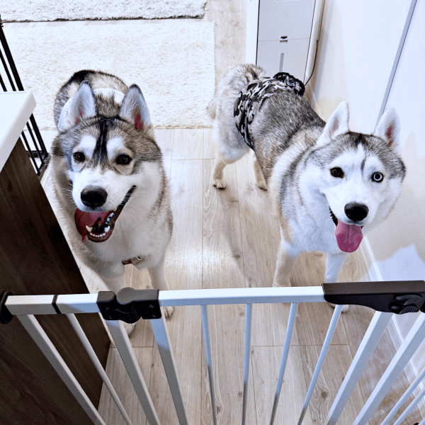 ふたりそろってお出迎え！ （左から）グルートくん、ロゼくん（画像提供：シベリアンハスキー ロゼさん）.png