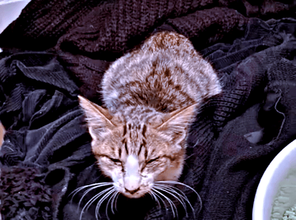 保護時、ガリガリに痩せていたそぼろくん（画像提供：おかかとそぼろの成長記録さん）