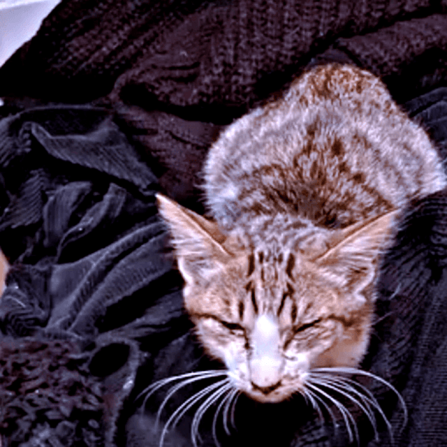 保護時、ガリガリに痩せていたそぼろくん（画像提供：おかかとそぼろの成長記録さん）