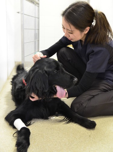 入院中の犬をやさしく看護。番長と過ごした経験から、大型犬の扱いも慣れたもの