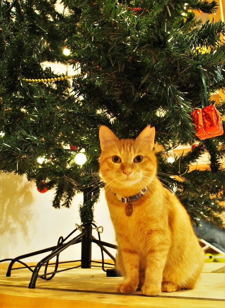 クリスマスのツリーの下で