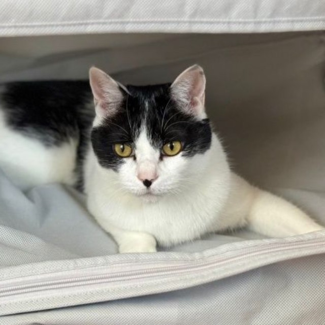 布団入れにおさまったむすびくん（画像提供：猫のしお＆むすび、飼い主はろでさん）