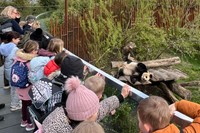 デンマーク初のパンダ