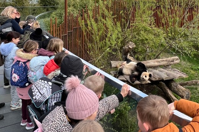 デンマーク初のパンダ