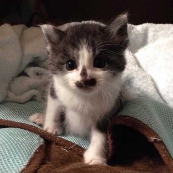 家にきたころの「チョビ」