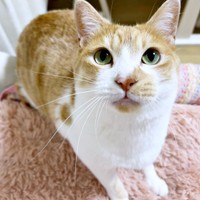 きゅるんとした瞳が素敵なキナコくん（画像提供：mmさん）