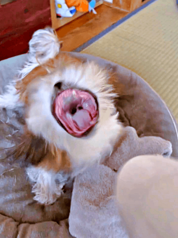 ドライヤーの風と戦うナチョ氏（画像提供：ぼくナチョだよさん）