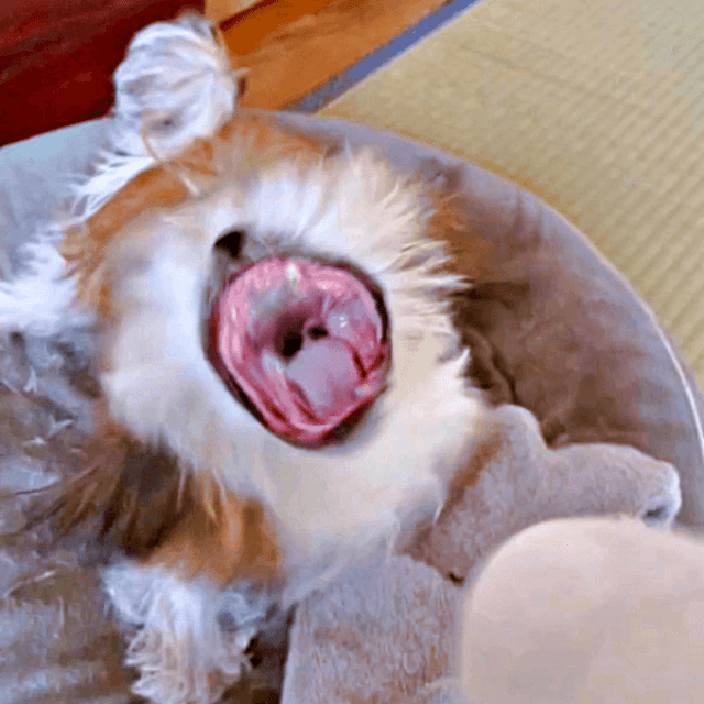 ドライヤーの風と戦うナチョ氏（画像提供：ぼくナチョだよさん）