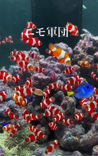 小型の海水魚を飼育する水槽も／ikkiさん（@ikki1219）提供