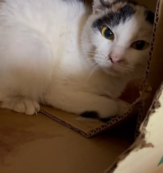 とても警戒する猫が多かったという（「ねころび」さん提供、Instagramよりキャプチャ撮影）