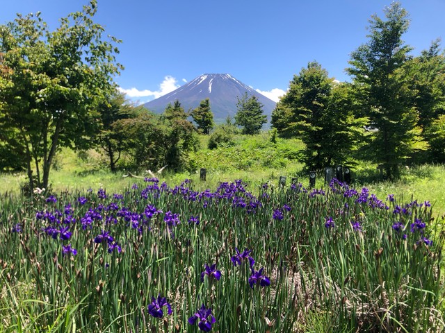 5月撮影。初夏を感じる富士山／アセンションマスターさん（@yococoass22）提供