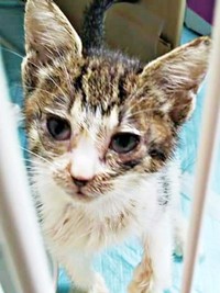 保護当時、弱々しく命の危機に直面していたティダさん（画像提供：むうむうとネコさん）