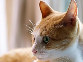 子猫で保護した「まお」も１８歳　日だまりでまどろむ