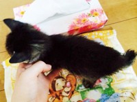 保護後、保護主さんが撮影。驚くほど小さかった正宗くん（画像提供：よしゅあさん）