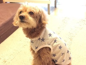 愛犬の熱中症対策にひんやりTシャツ、人間はあの伝統食材で