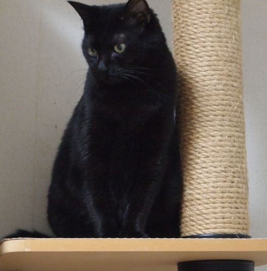 若い頃は爪研ぎ柱に乗ってガシガシやっていたものですが