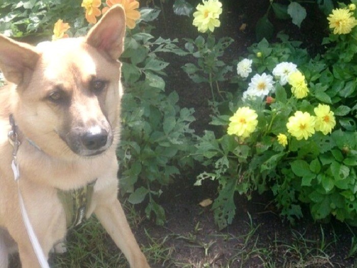 お花がよく似合います