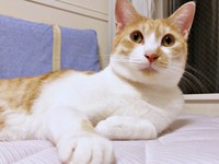 ふっくらと美しいイケニャンになったキナコくん（画像提供：mmさん）