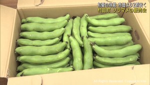 特産品ソラマメの販売会　待ちわびた多くの人たちが買い求める　宮城・村田町