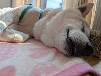 ”うちの子”になって2カ月と半年。警戒心がなくなってきた元迷い犬（提供：@UfedMLxsFWF92ufさん）
