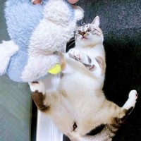 遊ぶの大好き！ 健康に成長したちくわん（画像提供：やくまろさん）